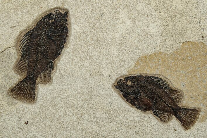 Plate of Two Fossil Fish (Cockerellites) - Wyoming #251891